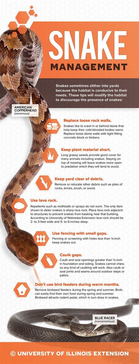 Management : Snake Management Tips - How to keep snakes out of your backyard ...