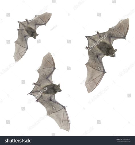 Little Small Bat Flyingisolated On White Stock Photo 264933284 | Shutterstock