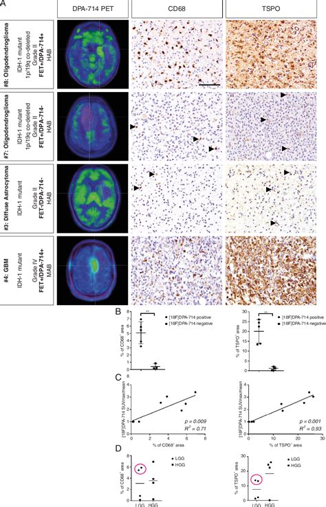 Figure 4 From TSPO Imaging Guided Characterization Of The