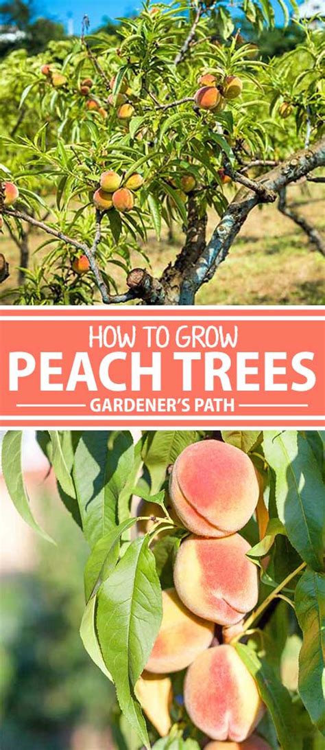 How To Grow And Care For Peach Trees Gardener’s Path