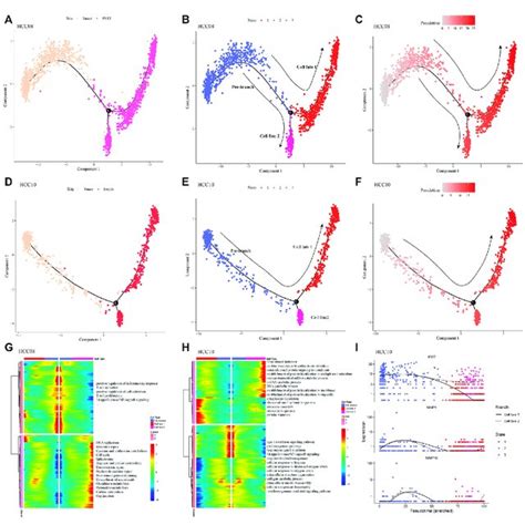 Differentiation Of Epithelial Cell Subsets In The Progression Of