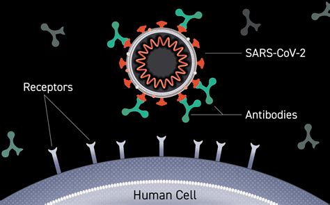 Monoclonal Antibody Infusion Therapy Against COVID-19 Becomes More ...