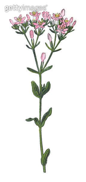 Common Centaury Centaurium Erythraea Vintage Color Illustration