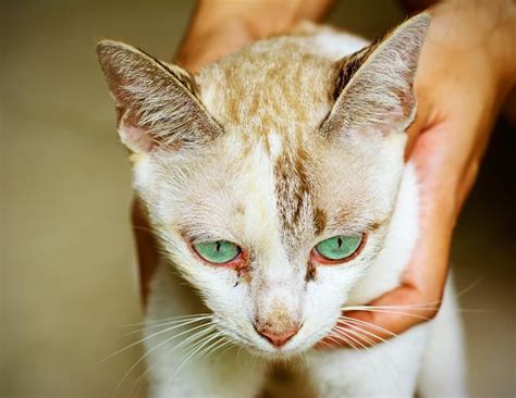 Gato Olhos Vermelhos Principais Causas