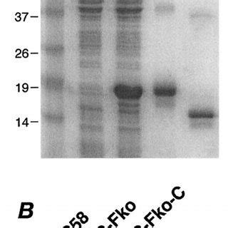 A Expression And Puri Fi Cation Of The Fur Protein Lane Protein