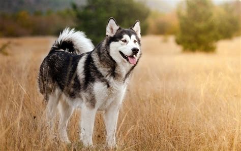 Qual O Cachorro Que Se Parece Lobo 6 Cachorros Lobos