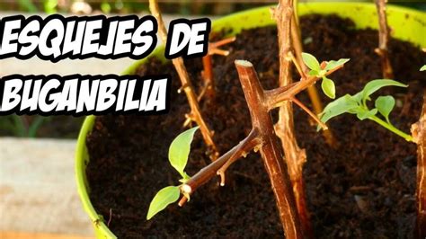 Gu A Completa Para El Cultivo De Esquejes De Higuera Consejos