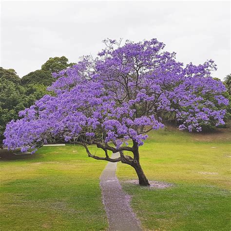 Buy Green World Jacaranda Mimosifolia Tree For Farming Gardening