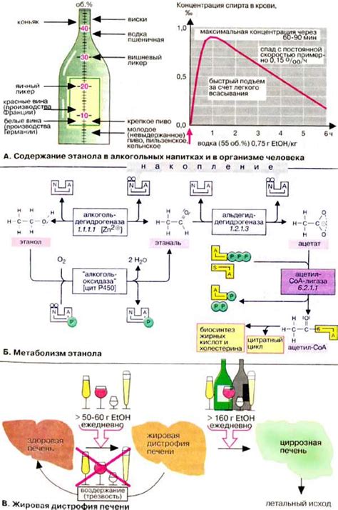 Метаболизм этанола