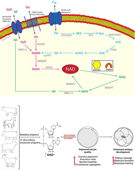 NAD Sirtuins And PARPs Enhancing Oocyte Developmental Competence