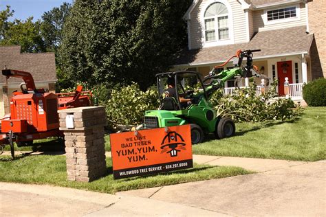 Ash Tree Answers — Wildwood Tree Service
