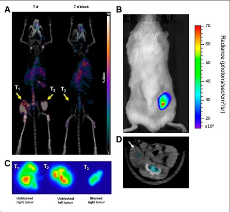 Figure From Preclinical Development Of Cd Targeted Zr Zr Dfo