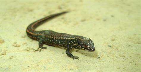 Catalogue of Organisms: Small lizards of South America