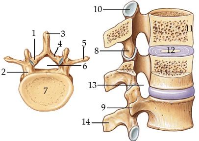 Lab Vertebral Column And Thoracic Cage