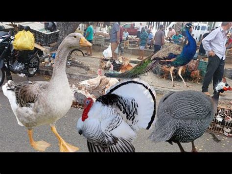 FEIRA DAS GALINHAS DE SEGUNDA FEIRA EM ARAPIRACA 03 04 2023 YouTube