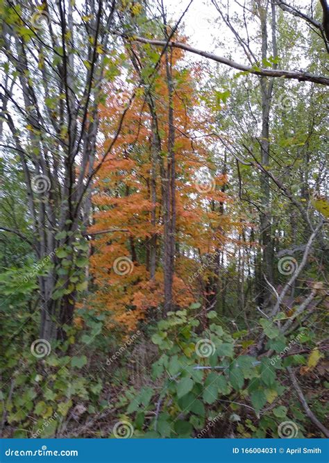 Ohio summer vacation stock image. Image of summer, vacation - 166004031