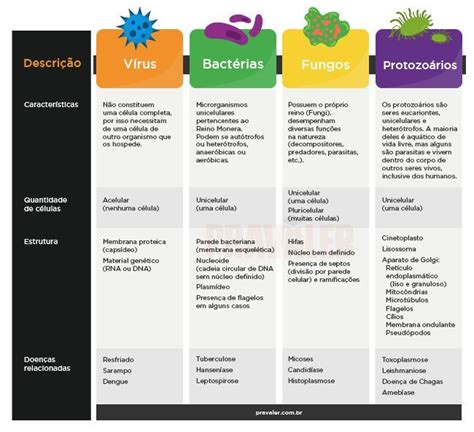 Diferenças entre vírus bactérias fungos e protozoários Study