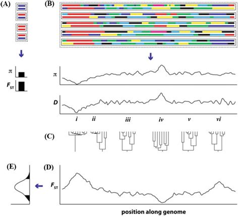 A Population Genomics Perspective And Conceptual Framework A