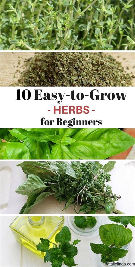 These 10 Herbs Are Super Easy To Grow Even For Beginners Vegetable