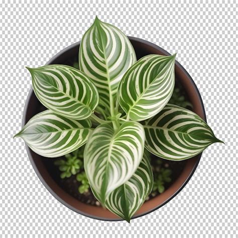 Premium Psd Houseplant In Pot Top View Cutout Indoor Plant Isolated