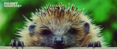 Создать мем "Ёжик (Ёжик, милый ежик, hedgehog)" - Картинки - Meme ...
