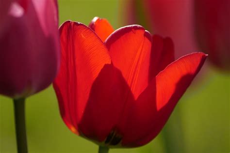 Tulip Flower Plant Red Free Photo On Pixabay Pixabay