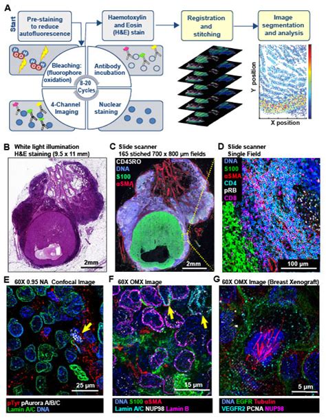 Highly Multiplexed Immunofluorescence Imaging Of Human Tissues And