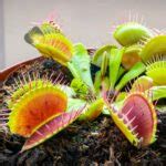 Venus Flytrap Care Guide - The Contented Plant