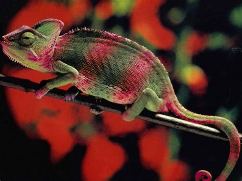 Jest lista PIS - Kielce - Forum echodnia.eu