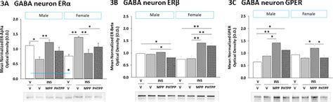 Sex Dimorphic Estrogen Receptor Regulation Of Ventromedial Hypothalamic Nucleus Glucoregulatory