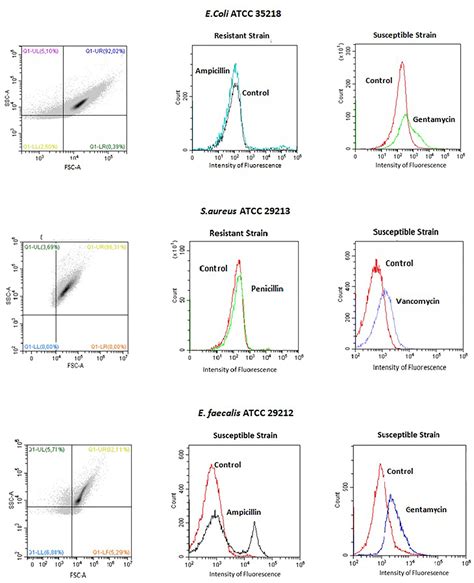 Frontiers A Rapid Flow Cytometric Antimicrobial Susceptibility Assay