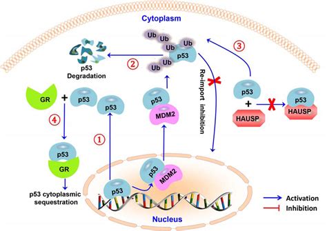 Targeting The P53 Mdm2 Pathway For Neuroblastoma Therapy Rays Of Hope Pmc