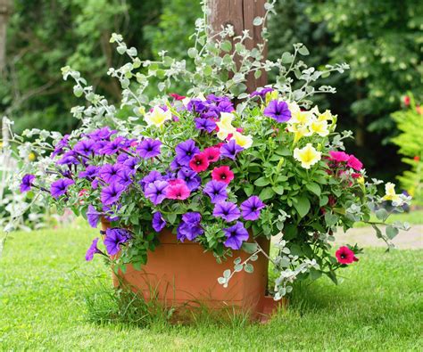Easy Thriller Filler Spiller Ideas For A Container Garden | Gardening