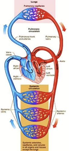 Hemodynamics Flashcards Quizlet