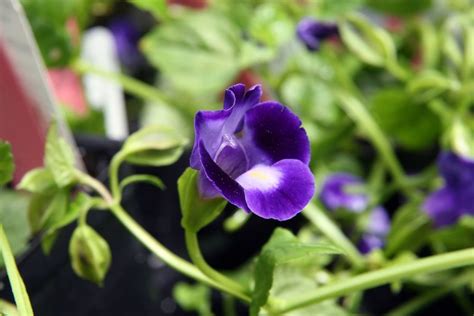 Trapoeraba Roxa Um Guia Completo Desta Planta Guia Das Suculentas