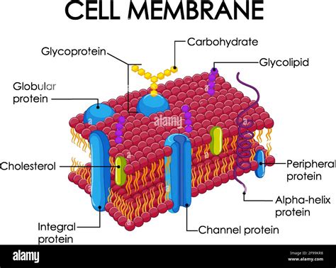 Human cell membrane structure illustration Stock Vector Image & Art - Alamy