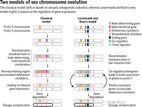 Science Magazine February A New Model Of Sex Chromosome