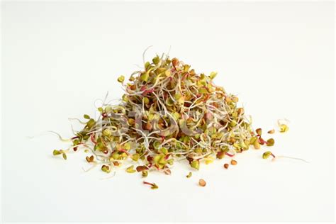 Radish Sprouts Stock Photo | Royalty-Free | FreeImages