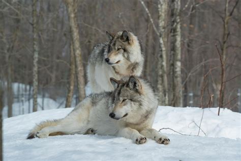 Premium Photo | Wolf pack a pack of wolves wolf pack in forest