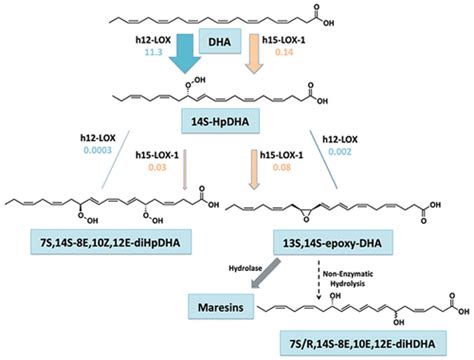 Biosynthesis Of The Maresin Intermediate 13S 14S Epoxy DHA By Human