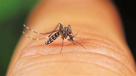 M Cken Warnung Vor Anstieg Von Dengue F Llen Und West Nil Fieber