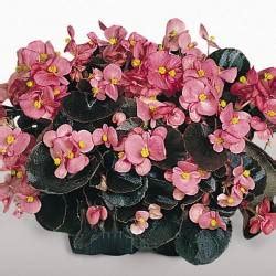 Каталог - Abies-Landshaft