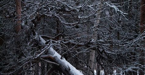 Trees in Snow in Forest · Free Stock Photo