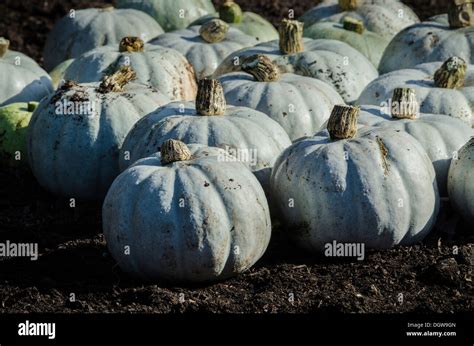 Pumpkin Crown Prince Hi Res Stock Photography And Images Alamy