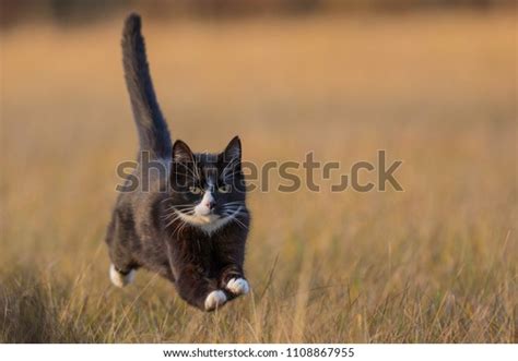 Fast Cat Running Across Field Stock Photo (Edit Now) 1108867955