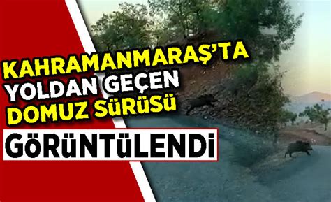 Yoldan geçen domuz sürüsü görüntülendi Kanal 46 Son Dakika Maraş