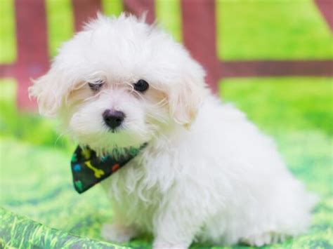 Toy Maltipoo Puppy White Id12787 Located At Petland Wichita Kansas