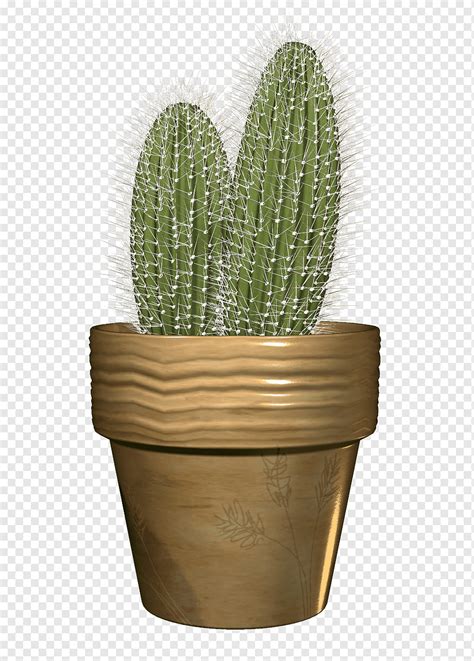 Cactaceae Flowerpot Cactus Grass Vase Flower Png PNGWing