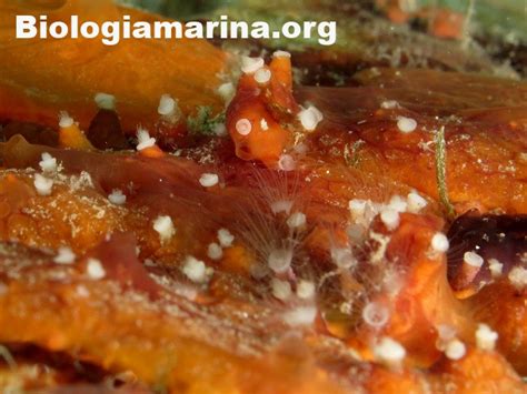 Medusa Delle Spugne Biologia Marina Del Mediterraneo