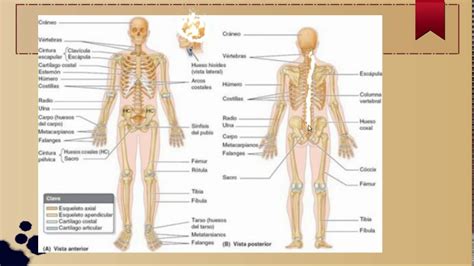 Generalidades Del Sistema Esqueletico Youtube